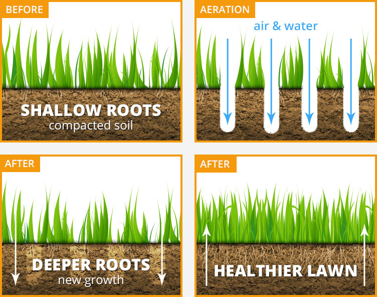 graphic that shows lawn aeration process