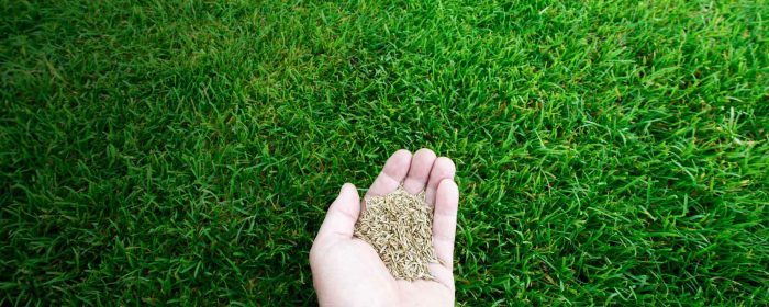 image of a hand holding grass seed