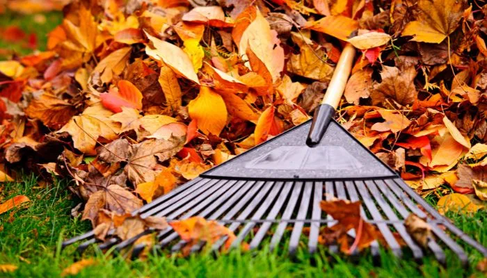 The Importance of Fall Leaf Removal | Green Group Oklahoma